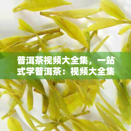 普洱茶视频大全集，一站式学普洱茶：视频大全集带你深入了解