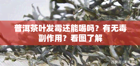 普洱茶叶发霉还能喝吗？有无副作用？看图了解