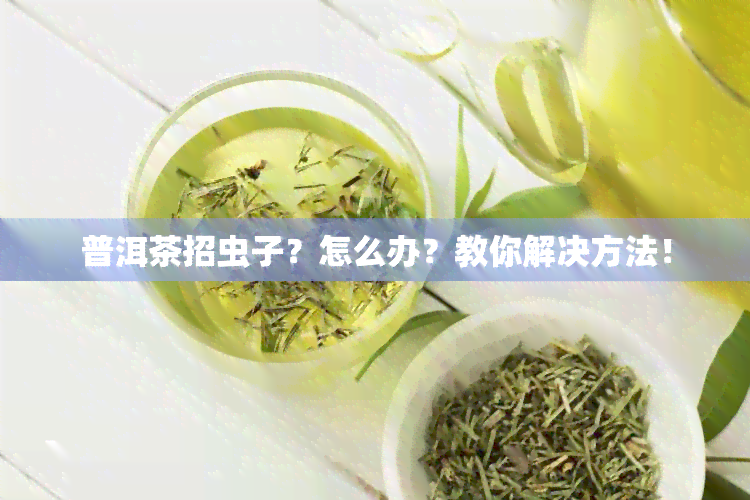 普洱茶招虫子？怎么办？教你解决方法！