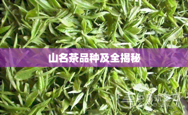 山名茶品种及全揭秘