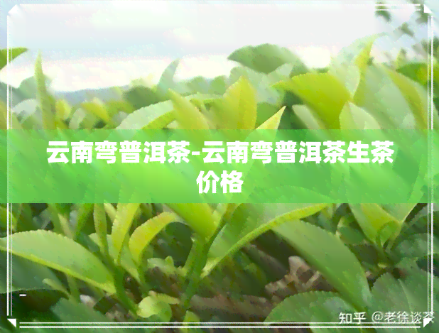 云南弯普洱茶-云南弯普洱茶生茶价格