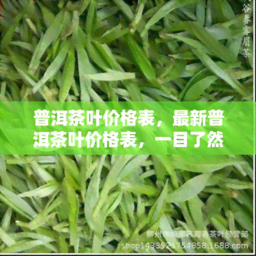 普洱茶叶价格表，最新普洱茶叶价格表，一目了然！