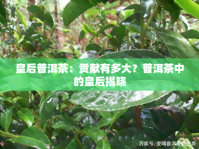 皇后普洱茶：贡献有多大？普洱茶中的皇后揭晓