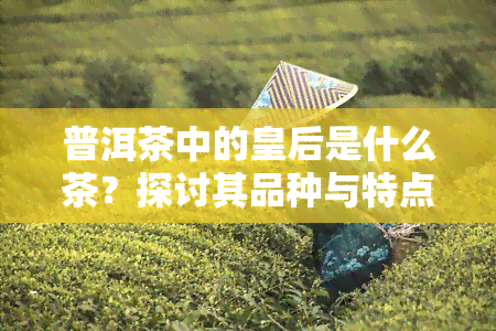 普洱茶中的皇后是什么茶？探讨其品种与特点