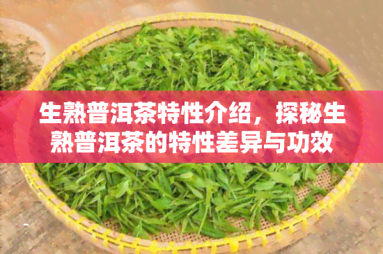 生熟普洱茶特性介绍，探秘生熟普洱茶的特性差异与功效