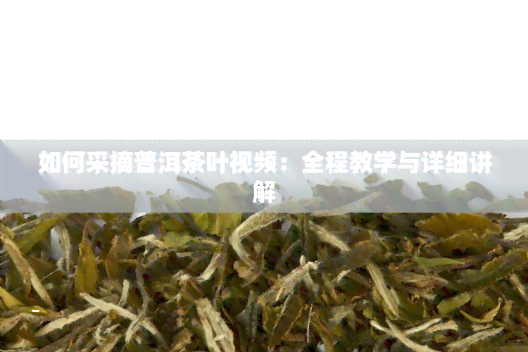 如何采摘普洱茶叶视频：全程教学与详细讲解