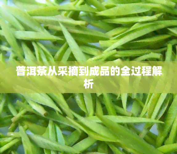 普洱茶从采摘到成品的全过程解析