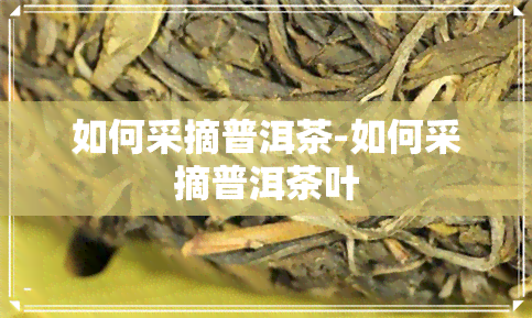 如何采摘普洱茶-如何采摘普洱茶叶