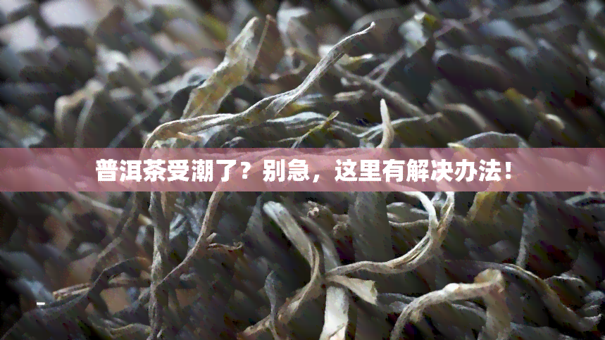 普洱茶受潮了？别急，这里有解决办法！