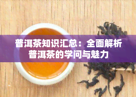 普洱茶知识汇总：全面解析普洱茶的学问与魅力