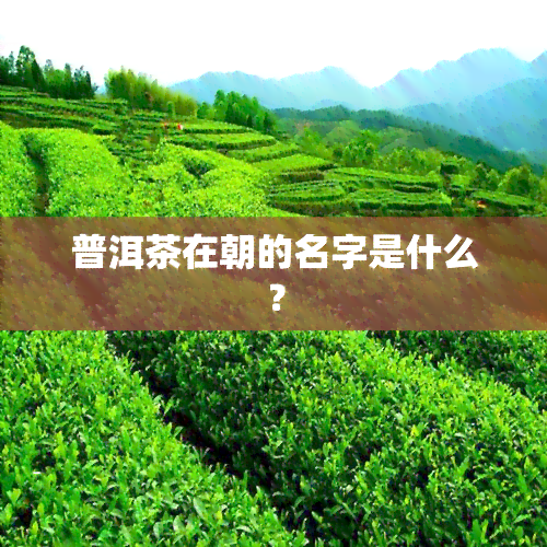 普洱茶在朝的名字是什么？