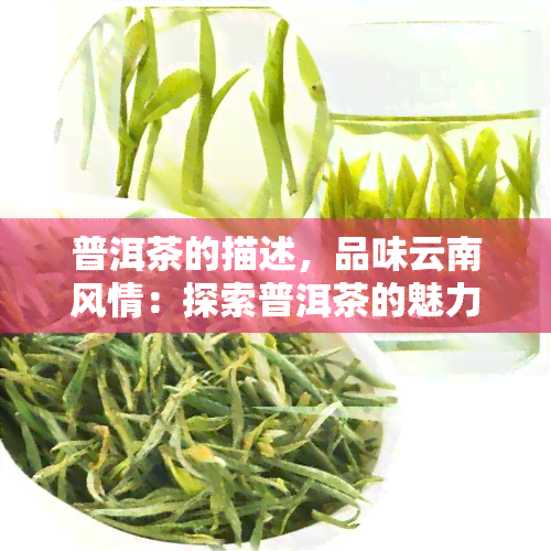 普洱茶的描述，品味云南风情：探索普洱茶的魅力与历