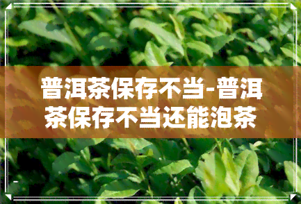 普洱茶保存不当-普洱茶保存不当还能泡茶喝吗