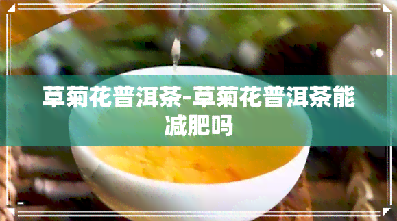 草菊花普洱茶-草菊花普洱茶能减肥吗