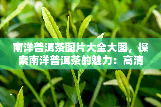 南洋普洱茶图片大全大图，探索南洋普洱茶的魅力：高清大图欣