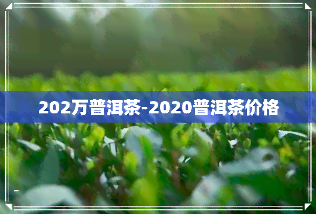 202万普洱茶-2020普洱茶价格