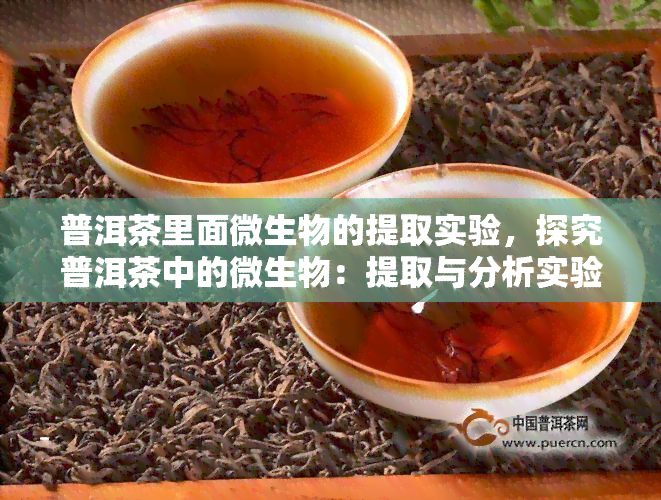 普洱茶里面微生物的提取实验，探究普洱茶中的微生物：提取与分析实验