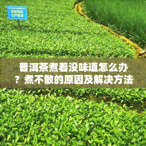 普洱茶煮着没味道怎么办？煮不散的原因及解决方法