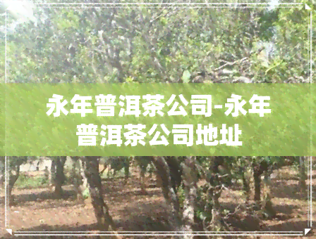 永年普洱茶公司-永年普洱茶公司地址