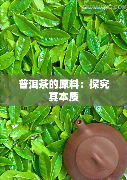 普洱茶的原料：探究其本质