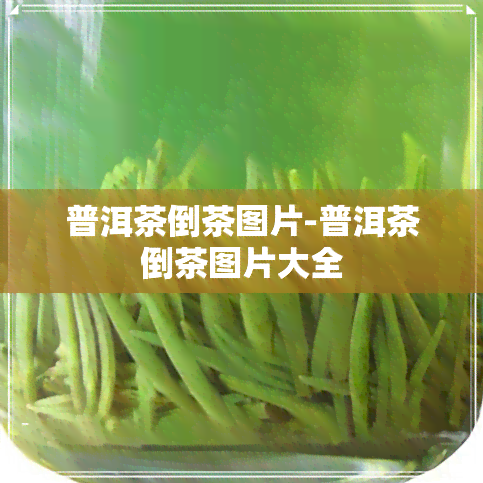 普洱茶倒茶图片-普洱茶倒茶图片大全