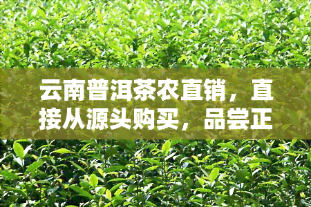 云南普洱茶农直销，直接从源头购买，品尝正宗云南普洱茶——茶农直销