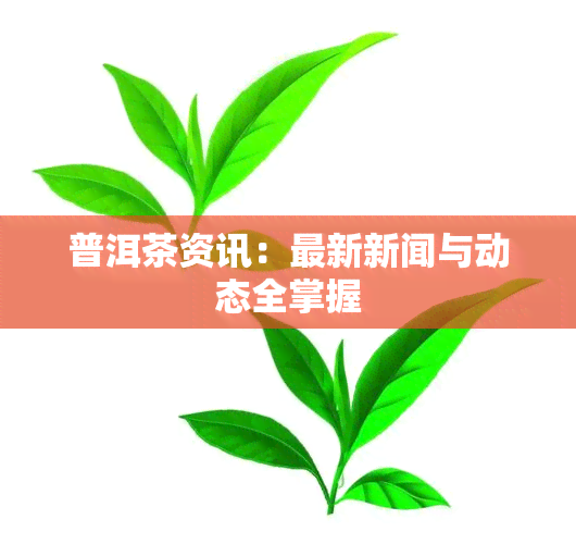 普洱茶资讯：最新新闻与动态全掌握