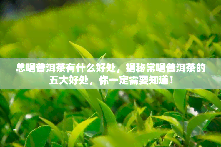 总喝普洱茶有什么好处，揭秘常喝普洱茶的五大好处，你一定需要知道！