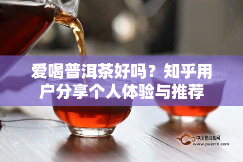 爱喝普洱茶好吗？知乎用户分享个人体验与推荐