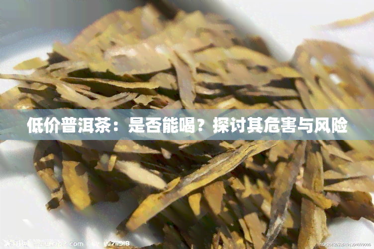 低价普洱茶：是否能喝？探讨其危害与风险