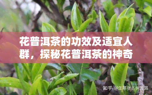 花普洱茶的功效及适宜人群，探秘花普洱茶的神奇功效，适合哪些人群饮用？