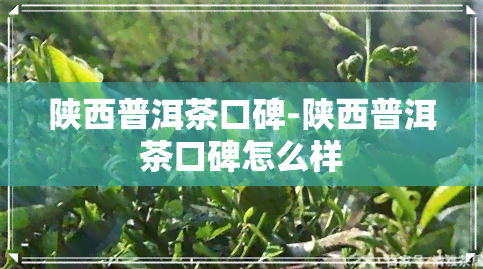 陕西普洱茶口碑-陕西普洱茶口碑怎么样