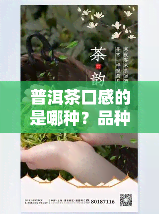 普洱茶口感的是哪种？品种、类型全面解析