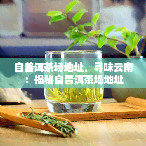 自普洱茶场地址，寻味云南：揭秘自普洱茶场地址