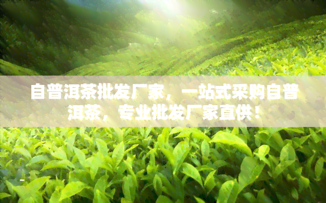 自普洱茶批发厂家，一站式采购自普洱茶，专业批发厂家直供！