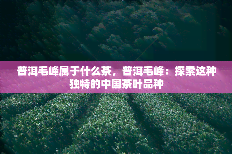 普洱毛峰属于什么茶，普洱毛峰：探索这种独特的中国茶叶品种