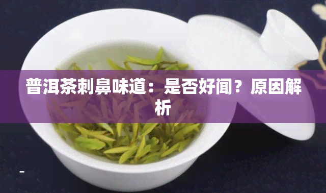 普洱茶刺鼻味道：是否好闻？原因解析