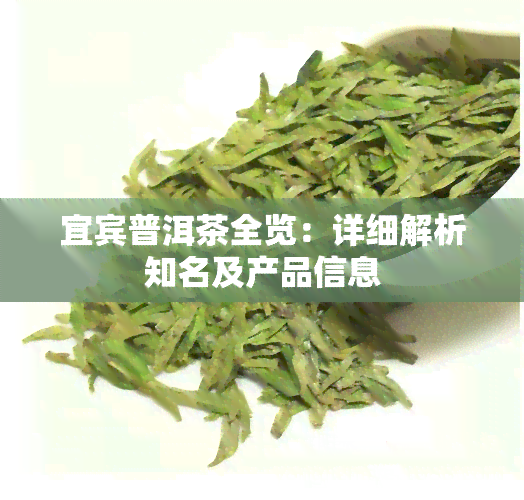 宜宾普洱茶全览：详细解析知名及产品信息