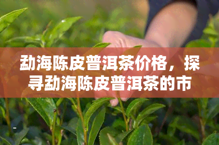 勐海陈皮普洱茶价格，探寻勐海陈皮普洱茶的市场价格，你不可错过的茶叶购买指南