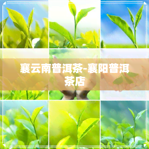 襄云南普洱茶-襄阳普洱茶店