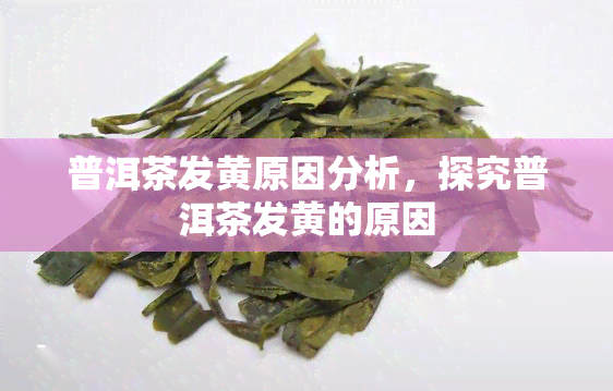 普洱茶发黄原因分析，探究普洱茶发黄的原因