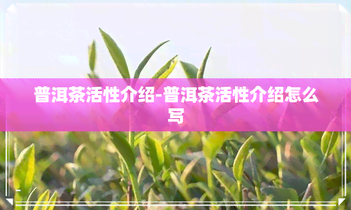 普洱茶活性介绍-普洱茶活性介绍怎么写