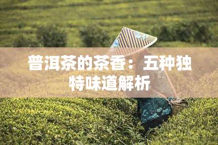 普洱茶的茶香：五种独特味道解析