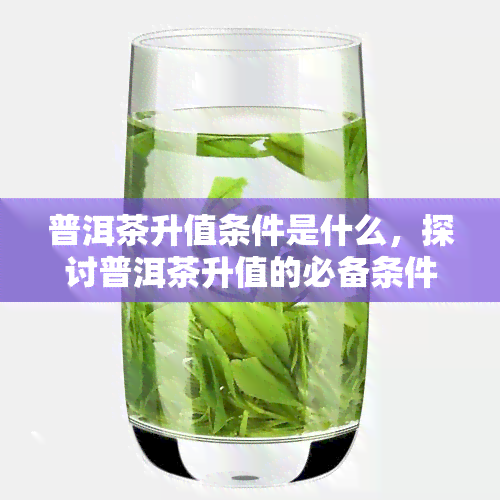 普洱茶升值条件是什么，探讨普洱茶升值的必备条件