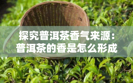 探究普洱茶香气来源：普洱茶的香是怎么形成的？