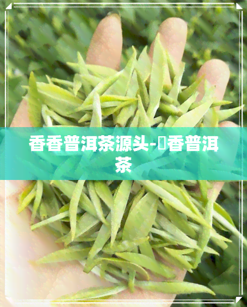 香香普洱茶源头-檽香普洱茶