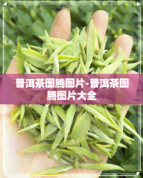 普洱茶图腾图片-普洱茶图腾图片大全