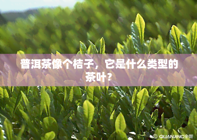 普洱茶像个桔子，它是什么类型的茶叶？