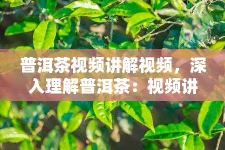 普洱茶视频讲解视频，深入理解普洱茶：视频讲解全面解析