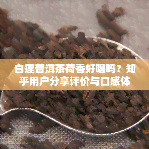 白莲普洱茶荷香好喝吗？知乎用户分享评价与口感体验